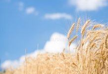 Pakistan approves plan to import 300,000-tonne wheat from Russia wheat - The News Today - TNT