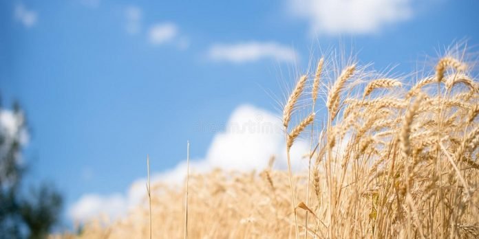 wheat - The News Today - TNT