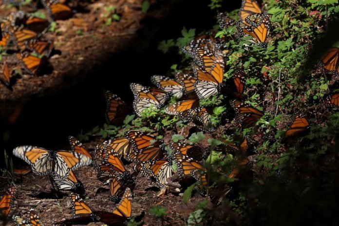 Monarch1 - The News Today - TNT