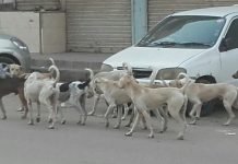 Karachi: Dogs bite more than 26,000 people in 2022 dogs - The News Today - TNT