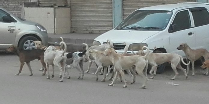 dogs dogs - The News Today - TNT