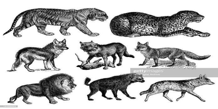 Carnivore Carnivore - The News Today - TNT