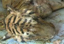 Karachi Zoo lost it’s Golden Tabby Tiger, Alfied at 21 Tabby - The News Today - TNT