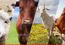 Special Investment Facilitation Council Launches LIMS Livestock - Animals The News Today TNT
