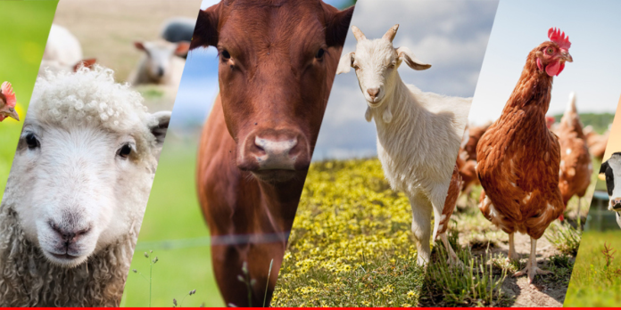 Livestock - Animals The News Today TNT