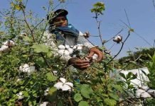 Cash-starved Pakistan gets ready for bumper cotton crop Cotton crop - The News Today - TNT