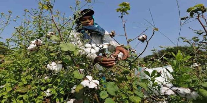 Cotton crop - The News Today - TNT