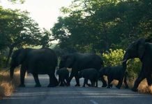 Climate change forces wildlife to migrate; in Zimbabwe; Elephants migrate to Botswana for water Elephants - The News Today - TNT