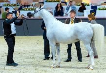 Pakistani horse ‘AJ Sajwa’ wins silver at Dubai Arabian Horse Championship AJ Sajwa - The News Today - TNT