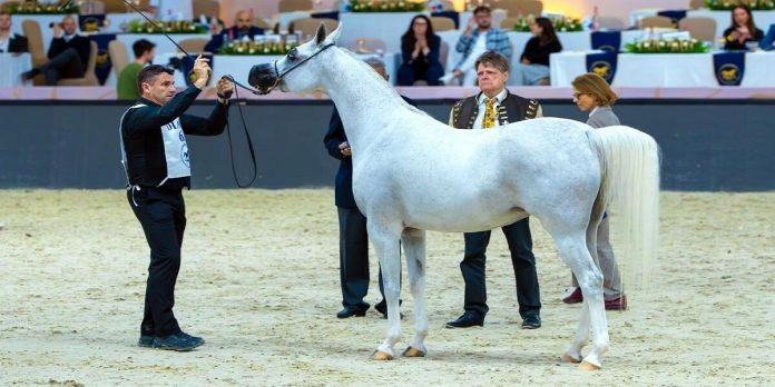 AJ Sajwa - The News Today - TNT