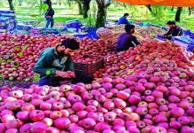 Climate Change: Kashmir Apple Production Drops 30% for Second Year Apple - The News Today - TNT