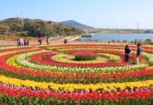 Tulip Garden of Srinagar to be closed for public from today Tulip - The News Today - TNT