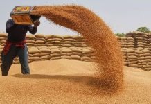 ECC increases Passco wheat purchase target to 1.8m tonnes wheat - The News Today - TNT