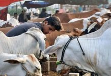 Eid ul Adha: Government ‘approves’ three-day holiday of festivity Eid - The News Today - TNT