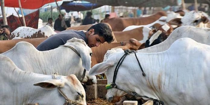 Eid Eid - The News Today - TNT