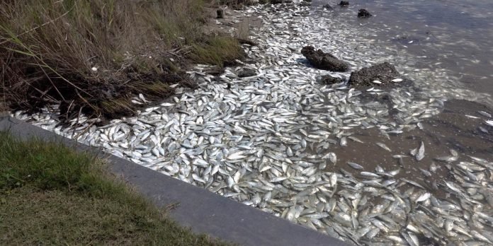 Fish - The News Today - TNT