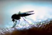 Punjab Reports Over 30 Dengue Fever Cases in Last 24 Hours Dengue - The News Today - TNT