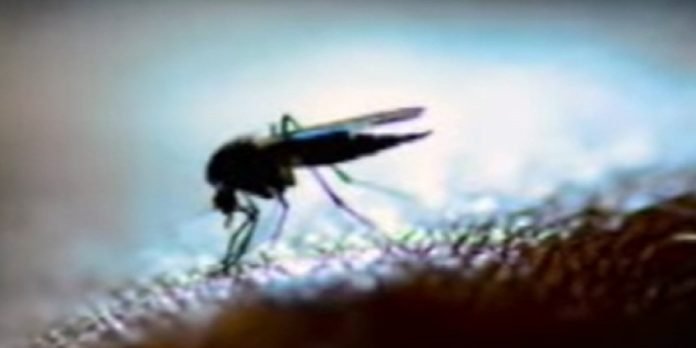 Dengue - The News Today - TNT