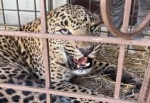 Female Leopard Rescued from AJK Succumbs to Gunshot Wounds Leopard - The News Today - TNT