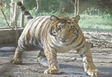 Tigress at Karachi Zoo Dies After Prolonged Illness Tigress - The News Today - TNT