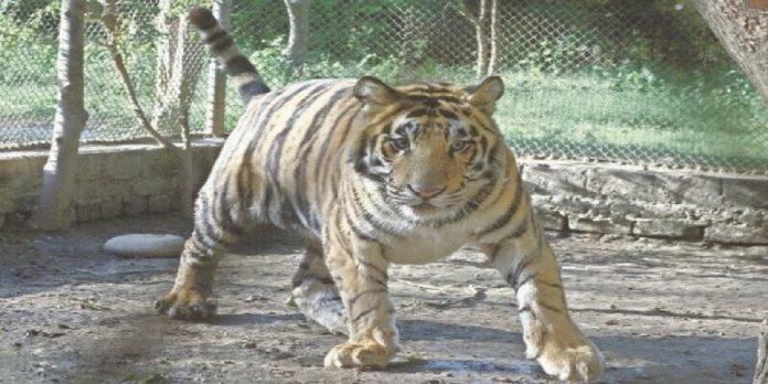 Tigress Tigress - The News Today - TNT