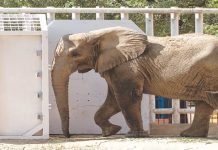 Madhubala Finds New Home at Karachi’s Safari Park Madhubala - The News Today - TNT