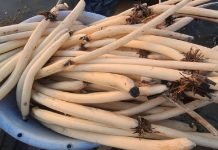 After Two Decades, ‘Nadru’ Production Revives in Wular Lake Nadru - The News Today - TNT