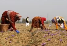 AI Seeds Change in Kashmir’s agricultural Transformation: Experts Safron - The News Today - TNT