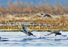 Kashmir Wetlands See Bird Resurgence, Census Scheduled Mid-Feb: Wildlife Officials Kashmir Wetlands - The News Today - TNT