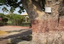 Heritage Banyan Tree Cut-down Near Sindh Assembly Banyan - The News Today - TNT