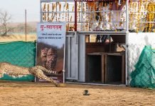 BBP Swaps 4 Cheetahs With 4 Tuskers To Himeji Safari Park Japan In IAEP Cheetah - The News Today - TNT