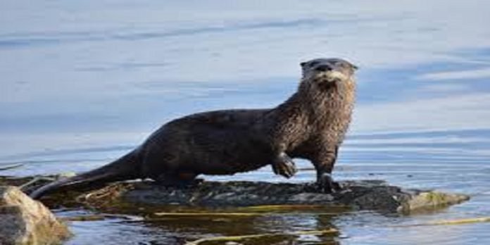 Otters - The News Today - TNT