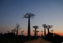 Origins of Upside-Down Tree: New Study Traces Baobab’s Dramatic Journey Across Oceans