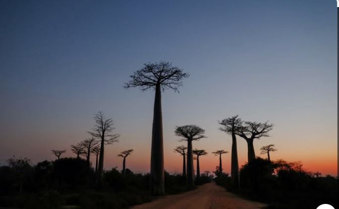 Origins of Upside-Down Tree: New Study Traces Baobab’s Dramatic Journey Across Oceans