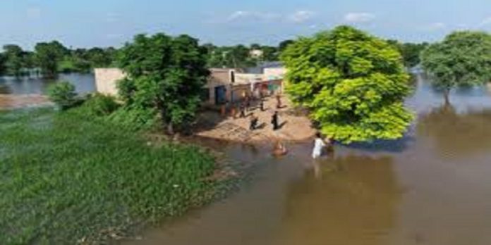 Crops - The News Today - TNT