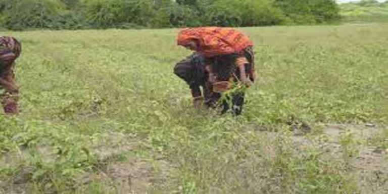 Sindh Crop- The News Today - TNT