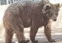 SCO Directs Transfer of Bear Rano to Islamabad