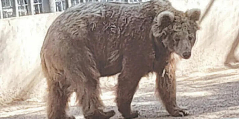 SCO Directs Transfer of Bear Rano to Islamabad