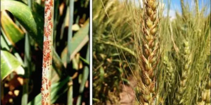 Wheat, Agriculture, Genetic Research, Crop Science, Fungal Disease, Plant Pathology, Food Security, Biotechnology, Climate Resilience, Scientific Discovery