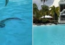 Crocodile Found Relaxing in Luxury Hotel Pool in Australia