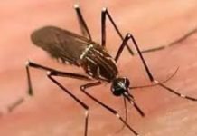 Dengue Outbreak Worsens in Sindh as Three More Deaths Reported