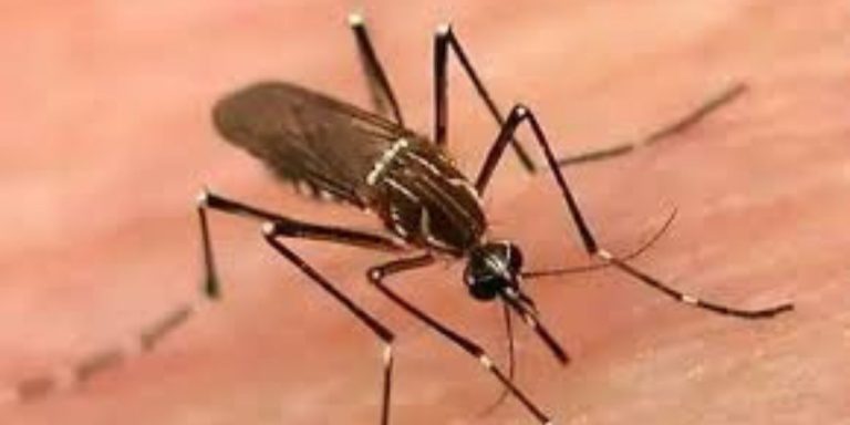 Dengue Outbreak Worsens in Sindh as Three More Deaths Reported