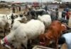 Punjab imposes section 144 ahead of Eidul Azha across province Punjab imposes section 144 ahead of Eidul Azha across province