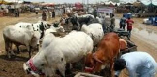 Punjab imposes section 144 ahead of Eidul Azha across province Punjab imposes section 144 ahead of Eidul Azha across province