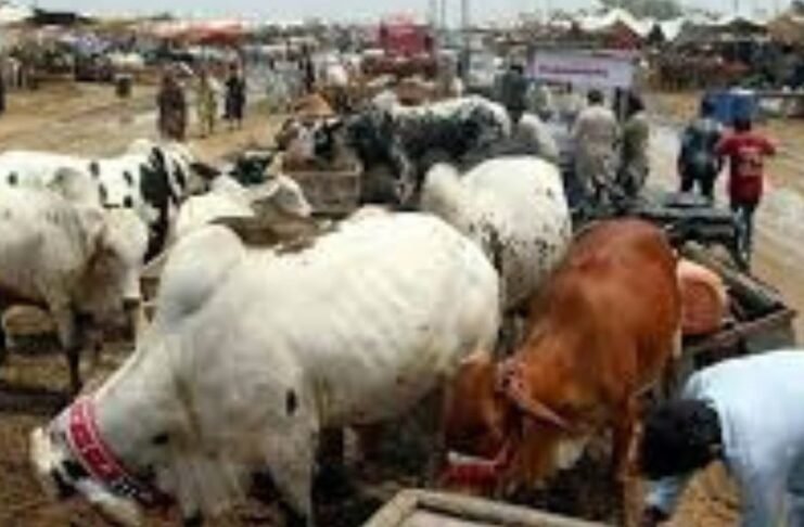 Punjab imposes section 144 ahead of Eidul Azha across province Punjab imposes section 144 ahead of Eidul Azha across province