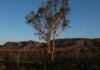 Climate change threatens survival of thousands of plant species, study finds Climate change threatens survival of thousands of plant species, study finds