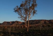 Climate change threatens survival of thousands of plant species, study finds Climate change threatens survival of thousands of plant species, study finds
