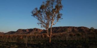 Climate change threatens survival of thousands of plant species, study finds Climate change threatens survival of thousands of plant species, study finds