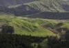 When carbon credits replace sheep: New Zealand’s changing rural landscape When carbon credits replace sheep: New Zealand’s changing rural landscape