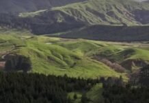 When carbon credits replace sheep: New Zealand’s changing rural landscape When carbon credits replace sheep: New Zealand’s changing rural landscape